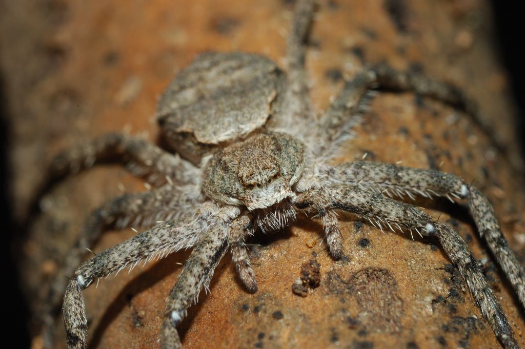 Philodromus margaritatus